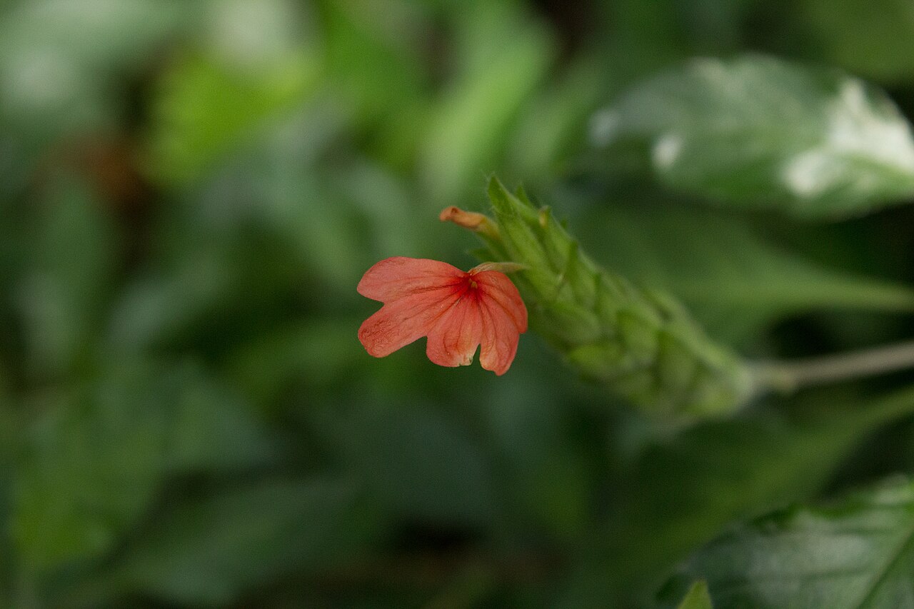 Crossandra nilotica: Crossandra nilotica - Botanischer Garten Dresden