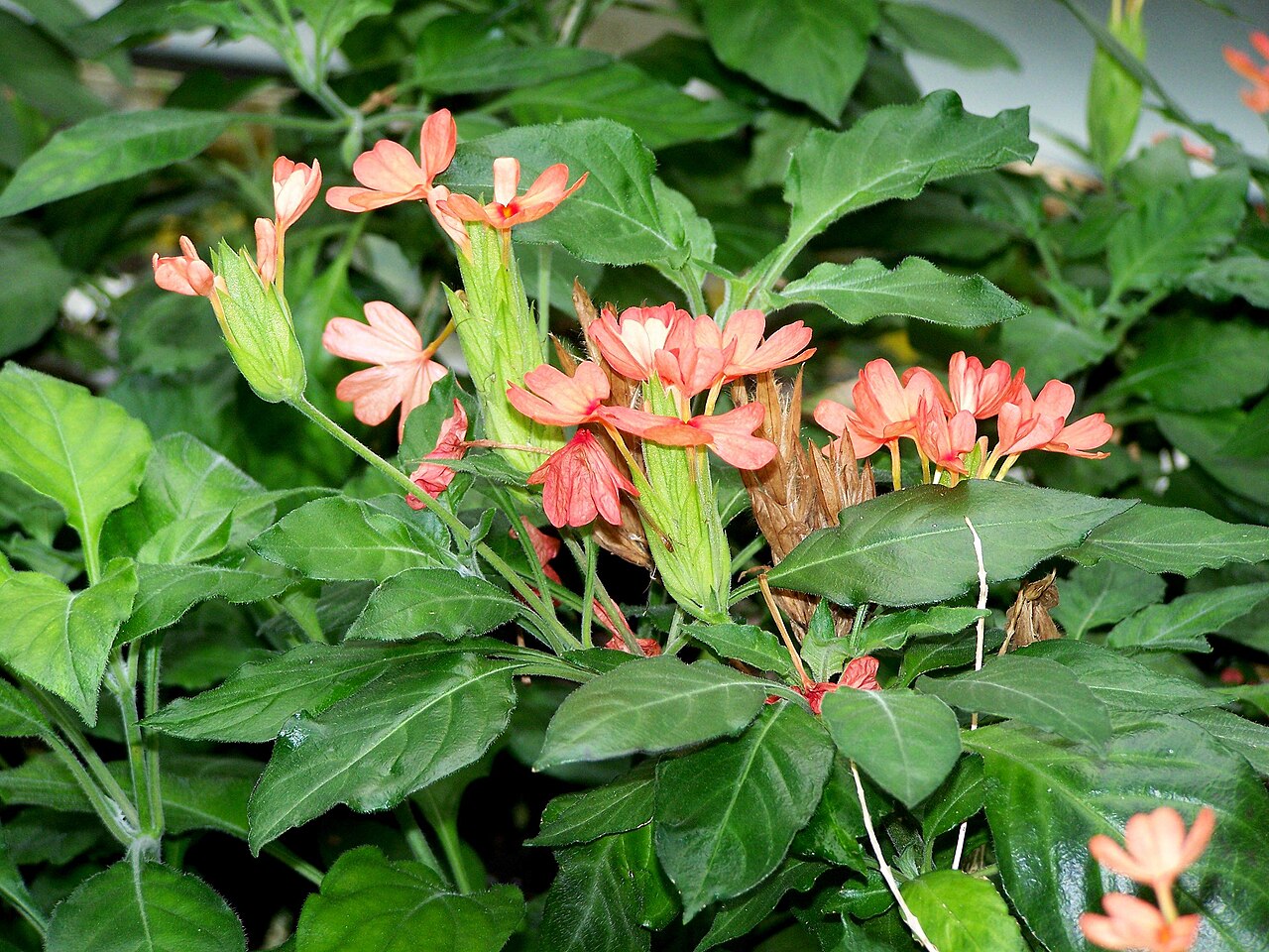 Crossandra nilotica: Crossandra nilotica, Nil-Crossandra, Botanischer Garten Berlin