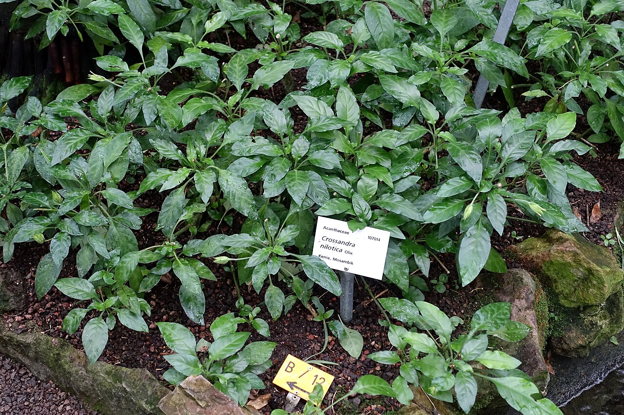 Crossandra nilotica: Botanical specimen in the Botanischer Garten - Heidelberg, Germany.