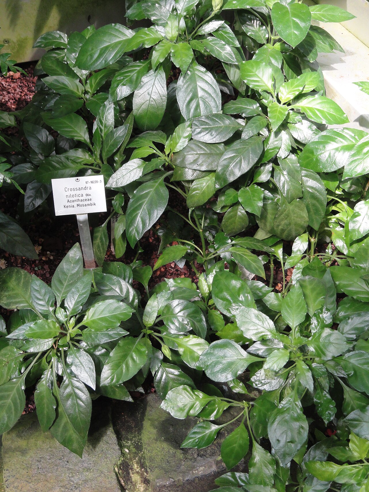 Crossandra nilotica: Botanical specimen in the Palmengarten, Frankfurt am Main, Germany.
