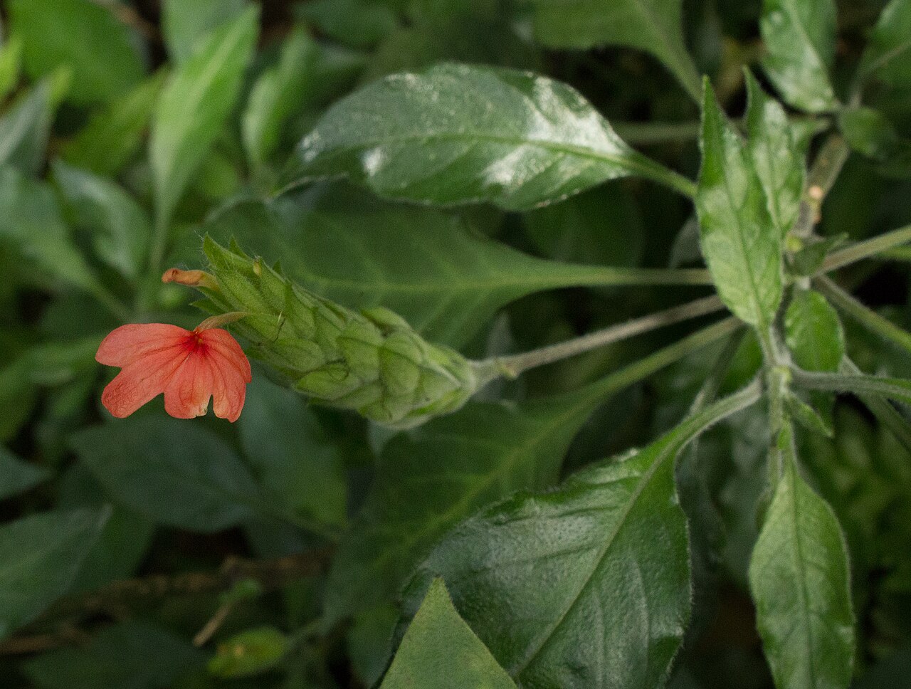 Crossandra nilotica: Crossandra nilotica - Botanischer Garten Dresden