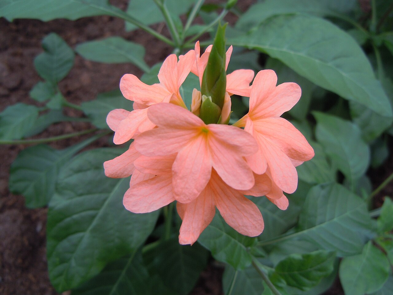 Crossandra puberula: Crossandra puberula - Serres d'Auteuil