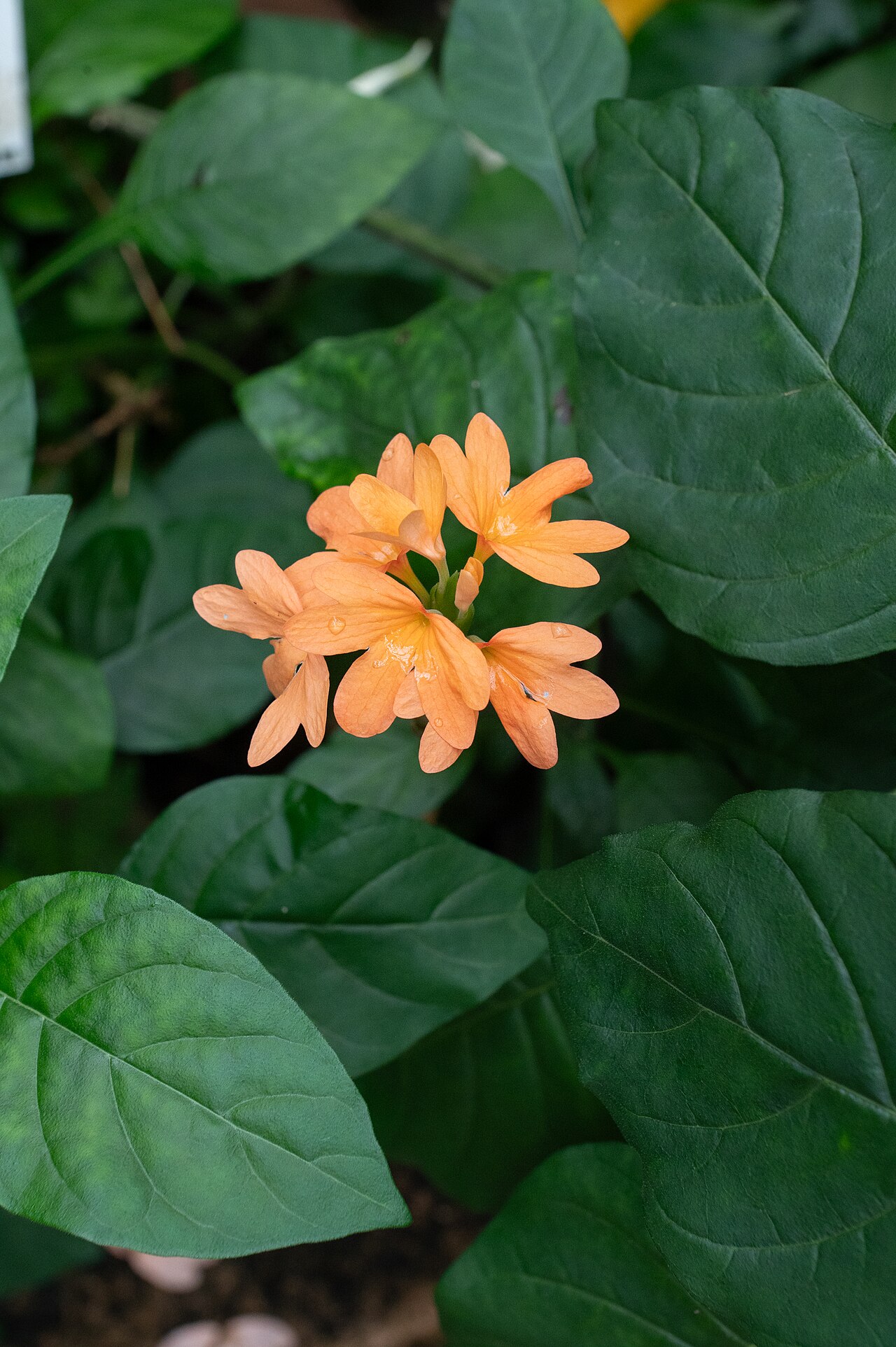 Crossandra puberula: Crossandra puberula au jardin botanique Jean-Marie Pelt de Villers-lès-Nancy.