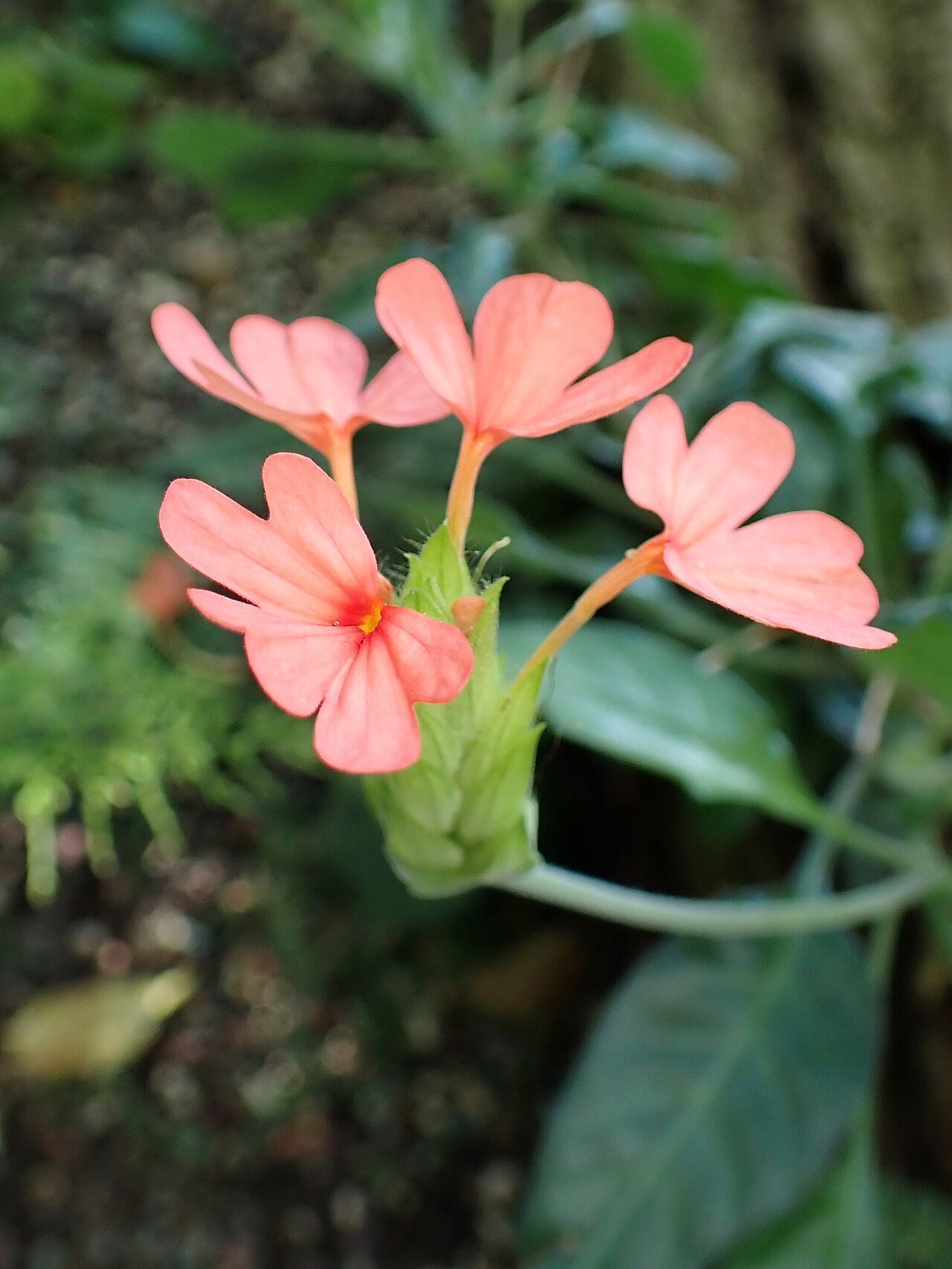 Crossandra puberula: Crossandra puberula in the Botanischer Garten, Berlin-Dahlem