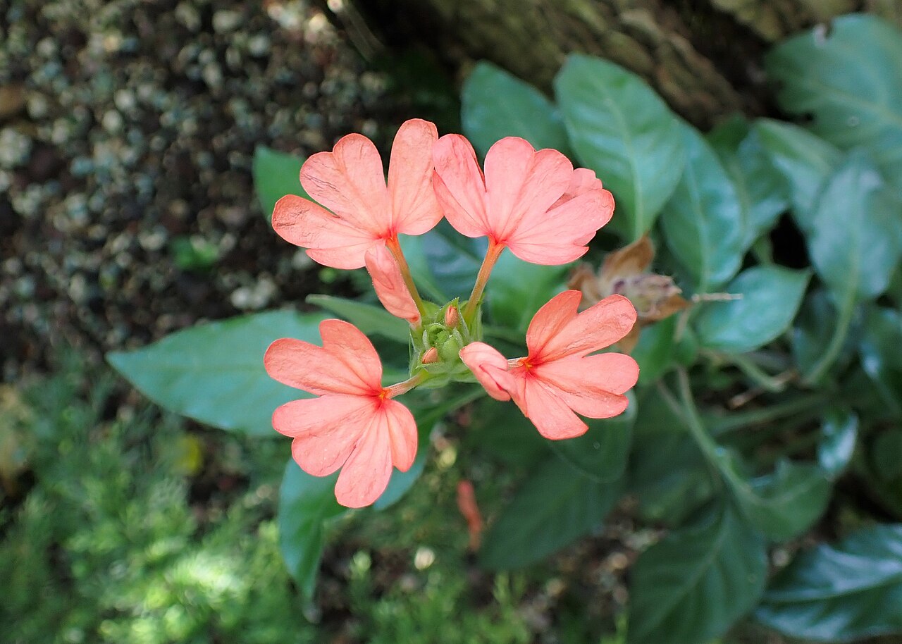 Crossandra puberula: Crossandra puberula in the Botanischer Garten, Berlin-Dahlem