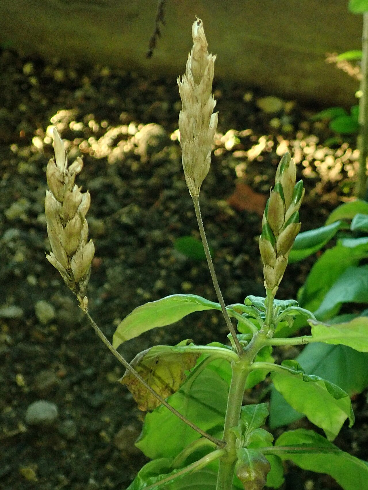Crossandra puberula: Crossandra puberula , botanical garden in Berlin.