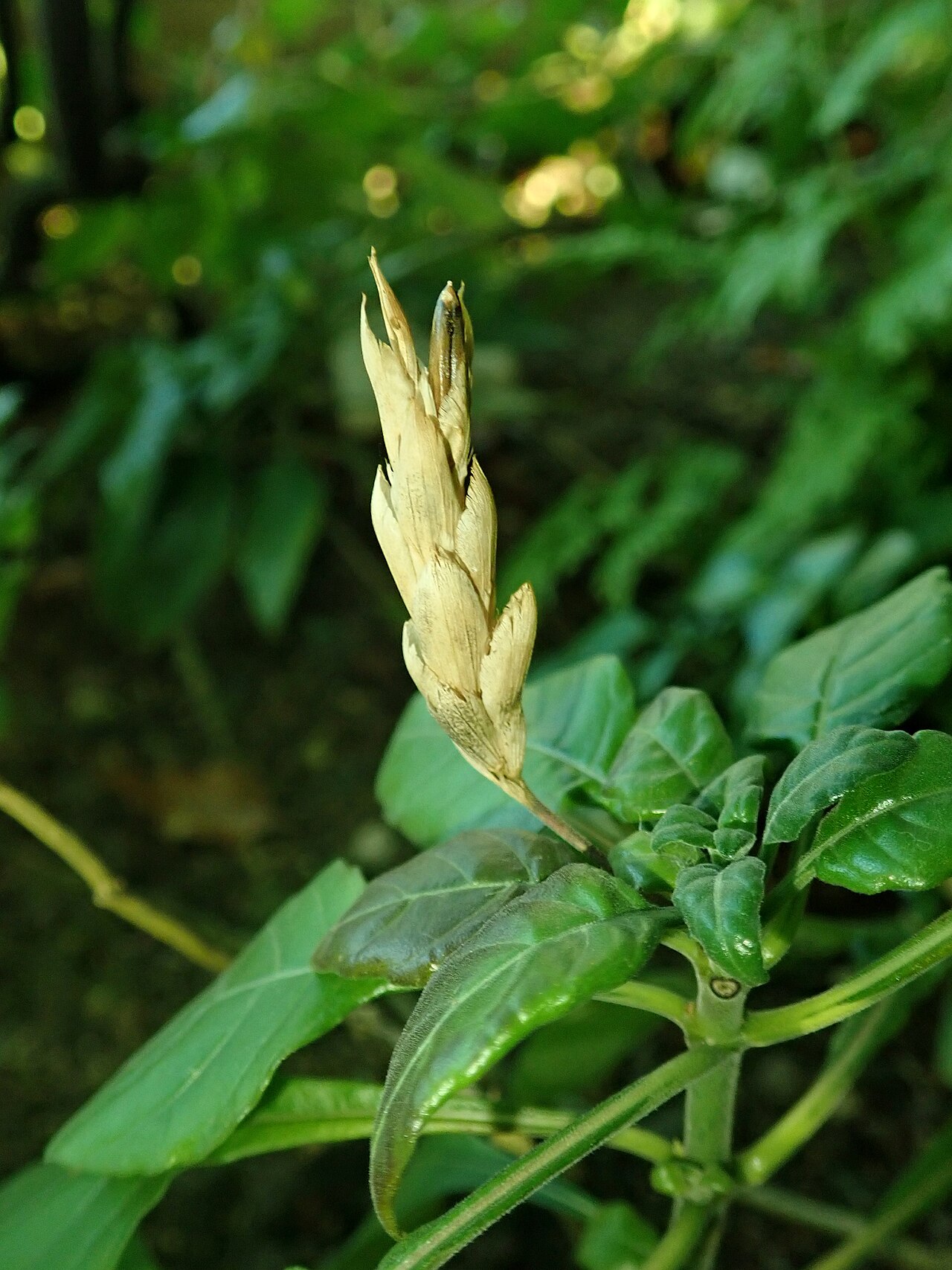 Crossandra puberula: Crossandra puberula , botanical garden in Berlin.