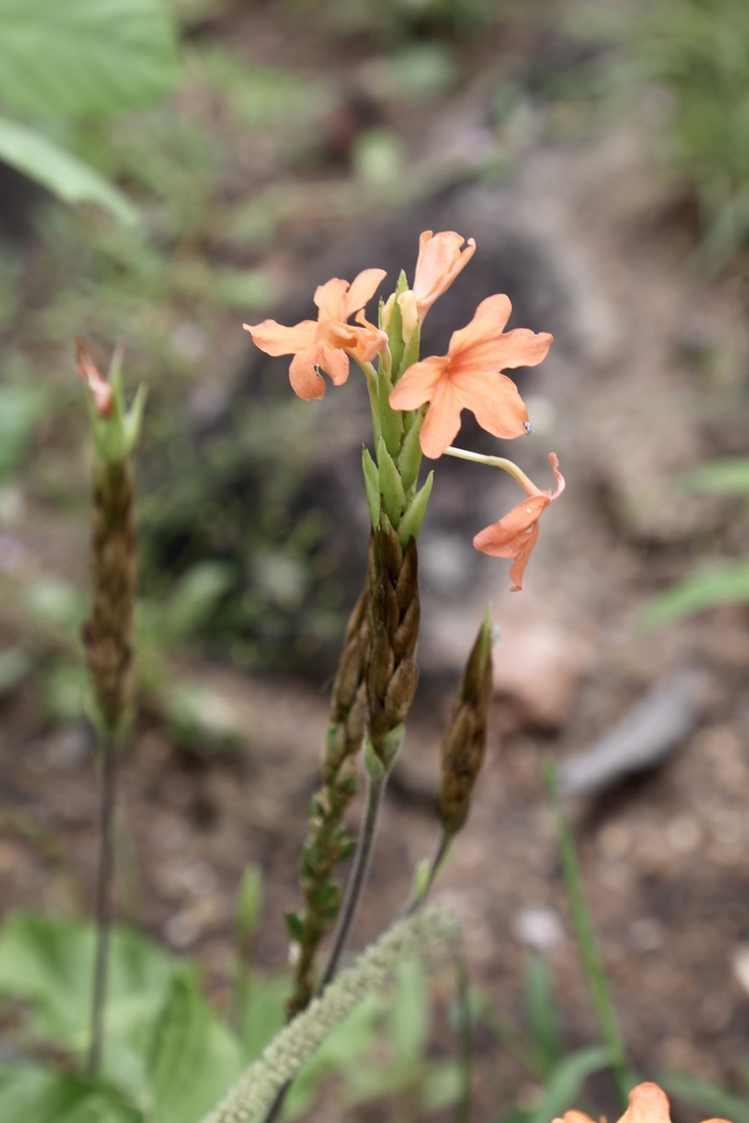Crossandra puberula (Crossandra puberula)