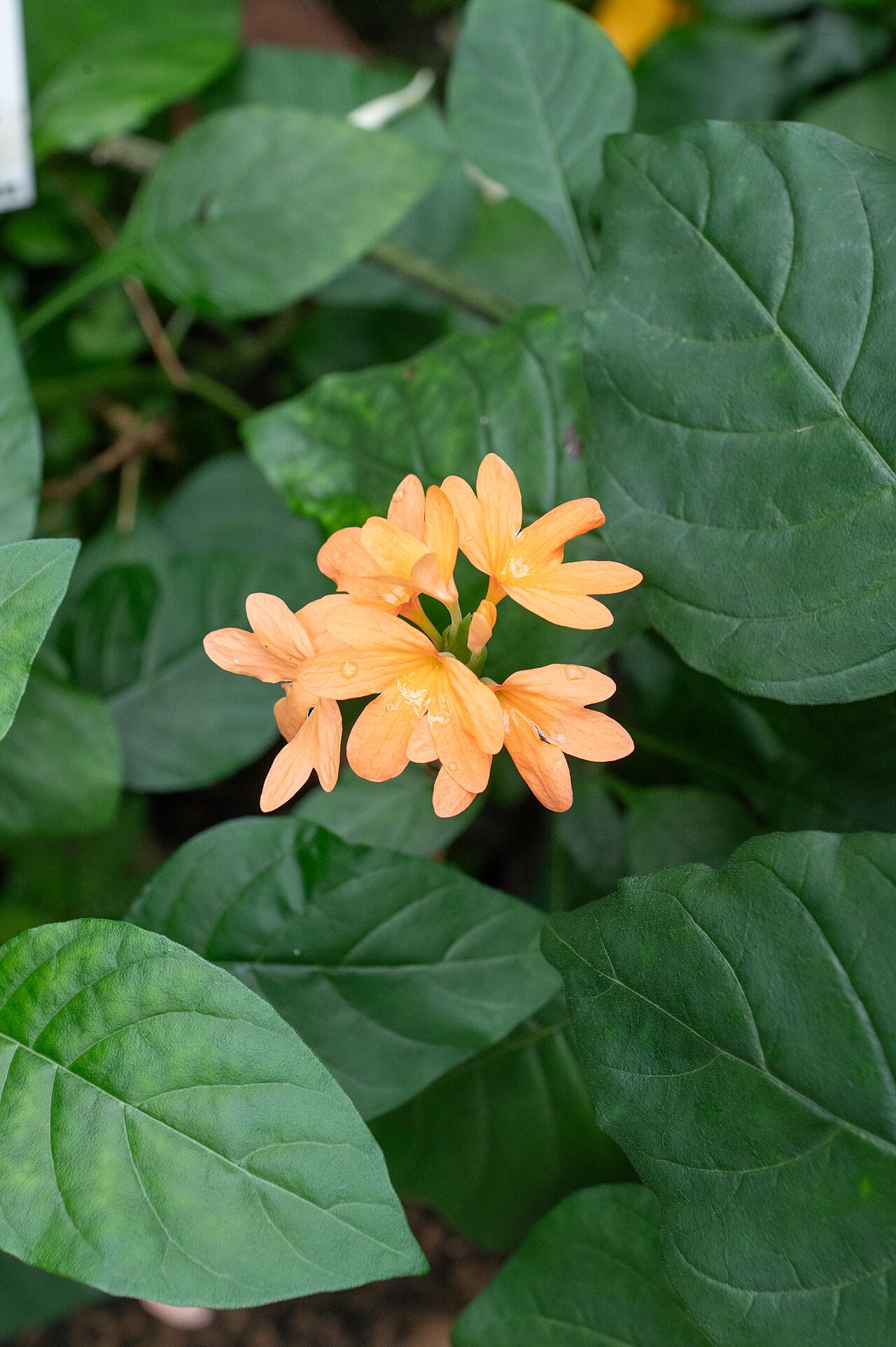Crossandra puberula: Crossandra puberula au jardin botanique Jean-Marie Pelt de Villers-lès-Nancy.