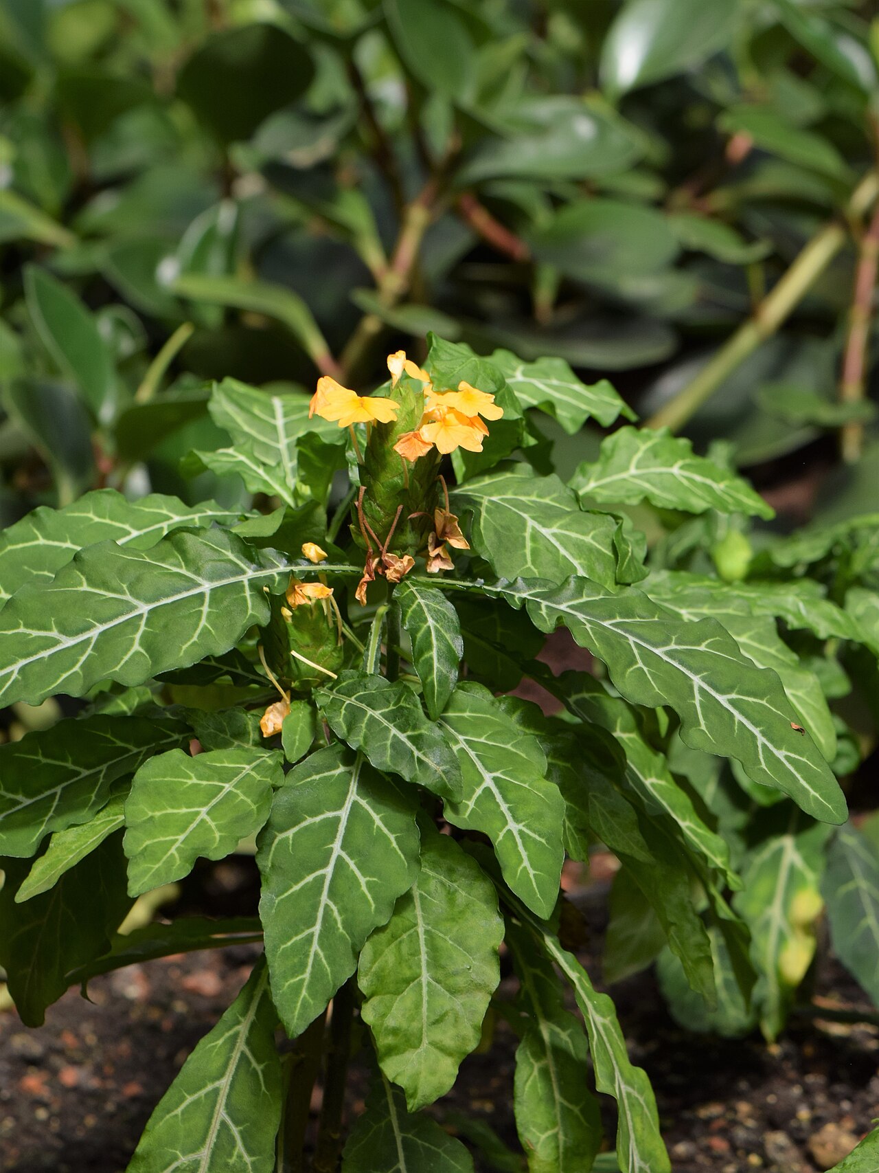 Crossandra pungens: Crossandra pungens in the Botanischer Garten, Berlin-Dahlem