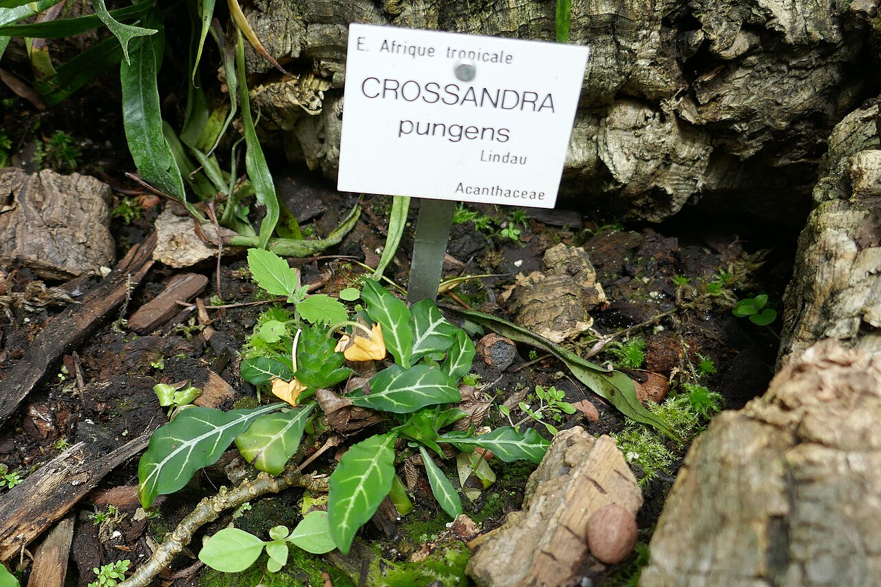 Crossandra pungens: E. Afrique tropicale. Crossandra pungens Lindau Jardin botanique Jean-Marie Pelt, Villers-lès-Nancy.
