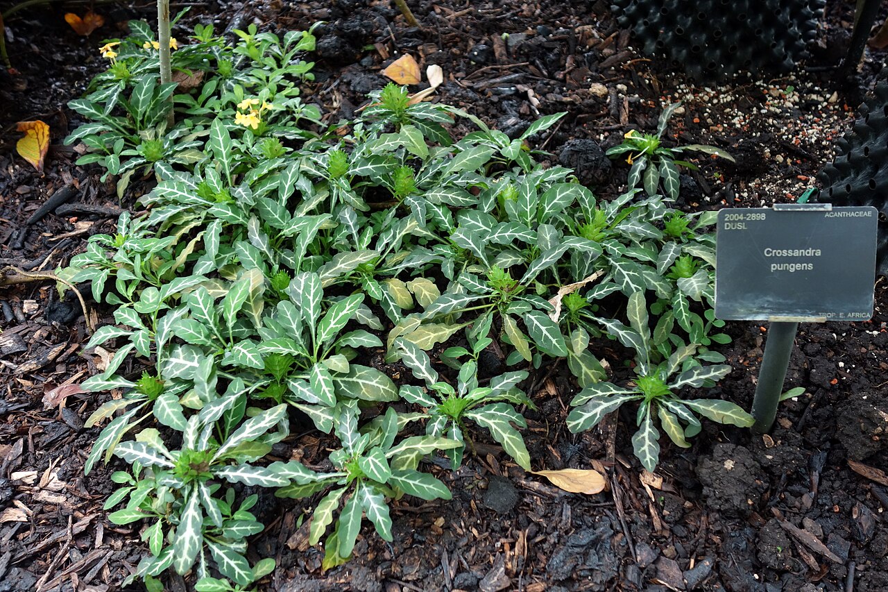 Crossandra pungens: Specimen in Kew Gardens, London, England.