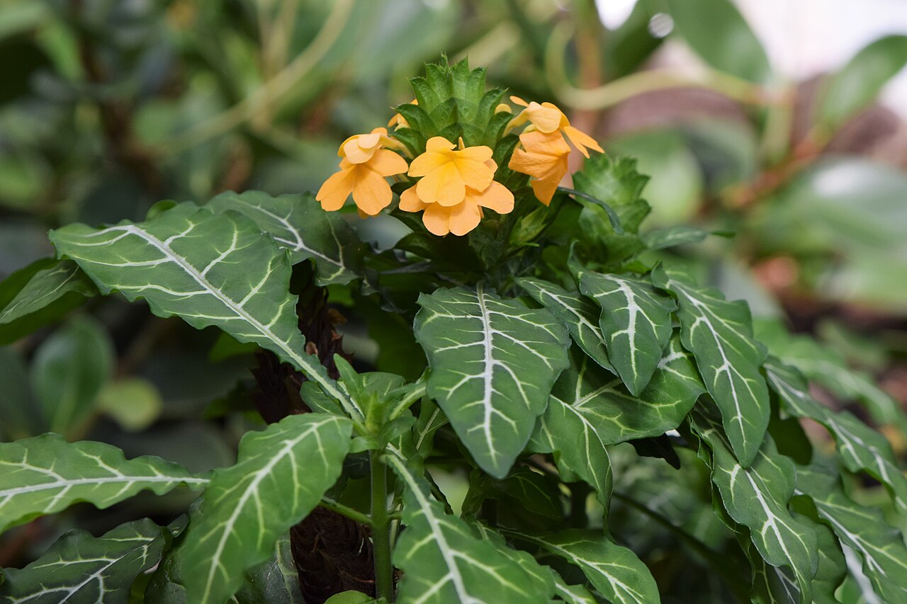 Crossandra pungens: Crossandra pungens in the Botanischer Garten, Berlin-Dahlem