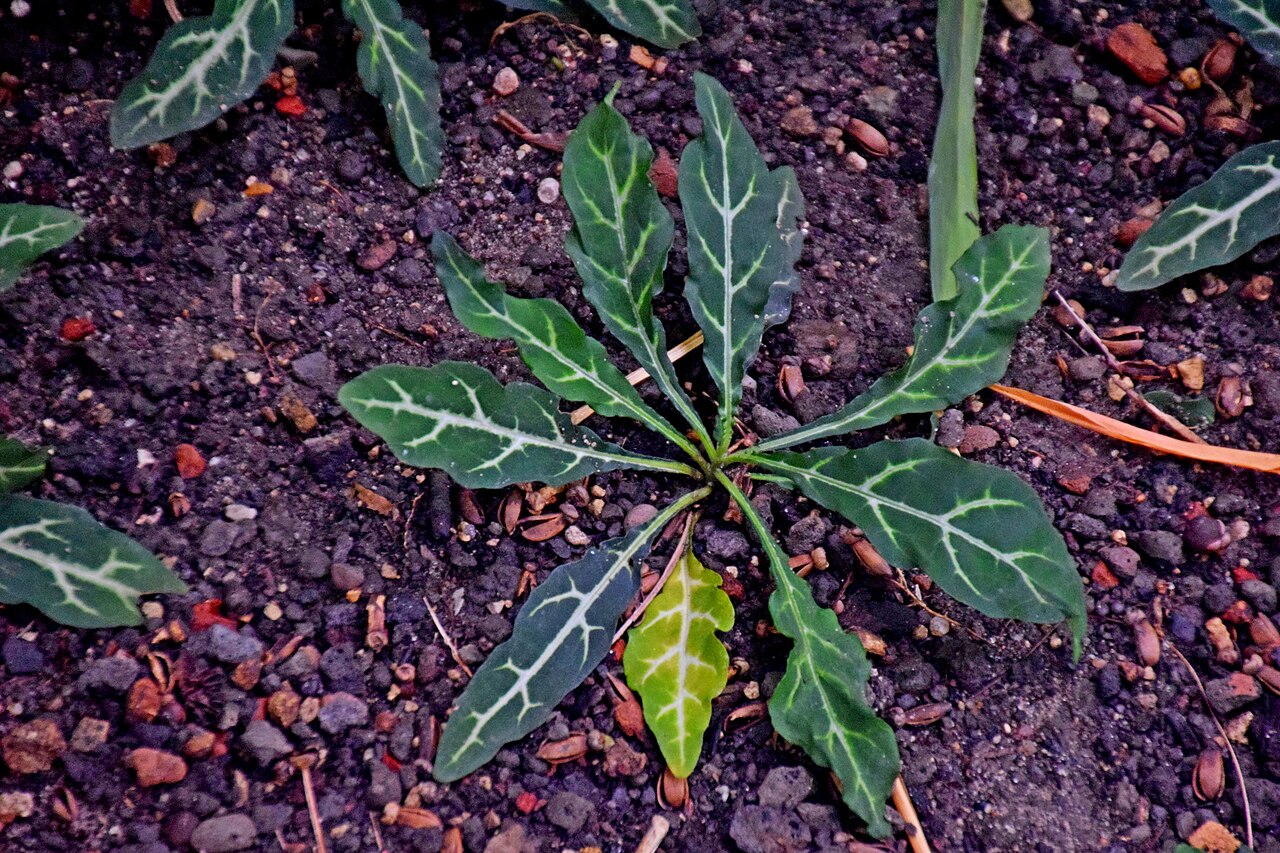 Crossandra pungens: Crossandra pungens in Tropengewächshäuser des Botanischen Gartens