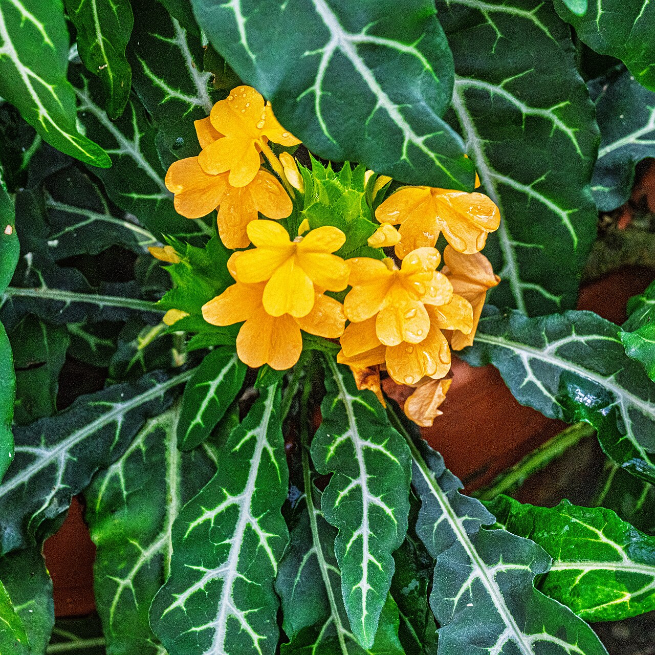 Crossandra pungens: Crossandra pungens im Botanischen Garten München