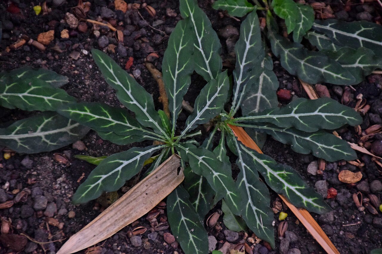 Crossandra pungens: Crossandra pungens in Tropengewächshäuser des Botanischen Gartens
