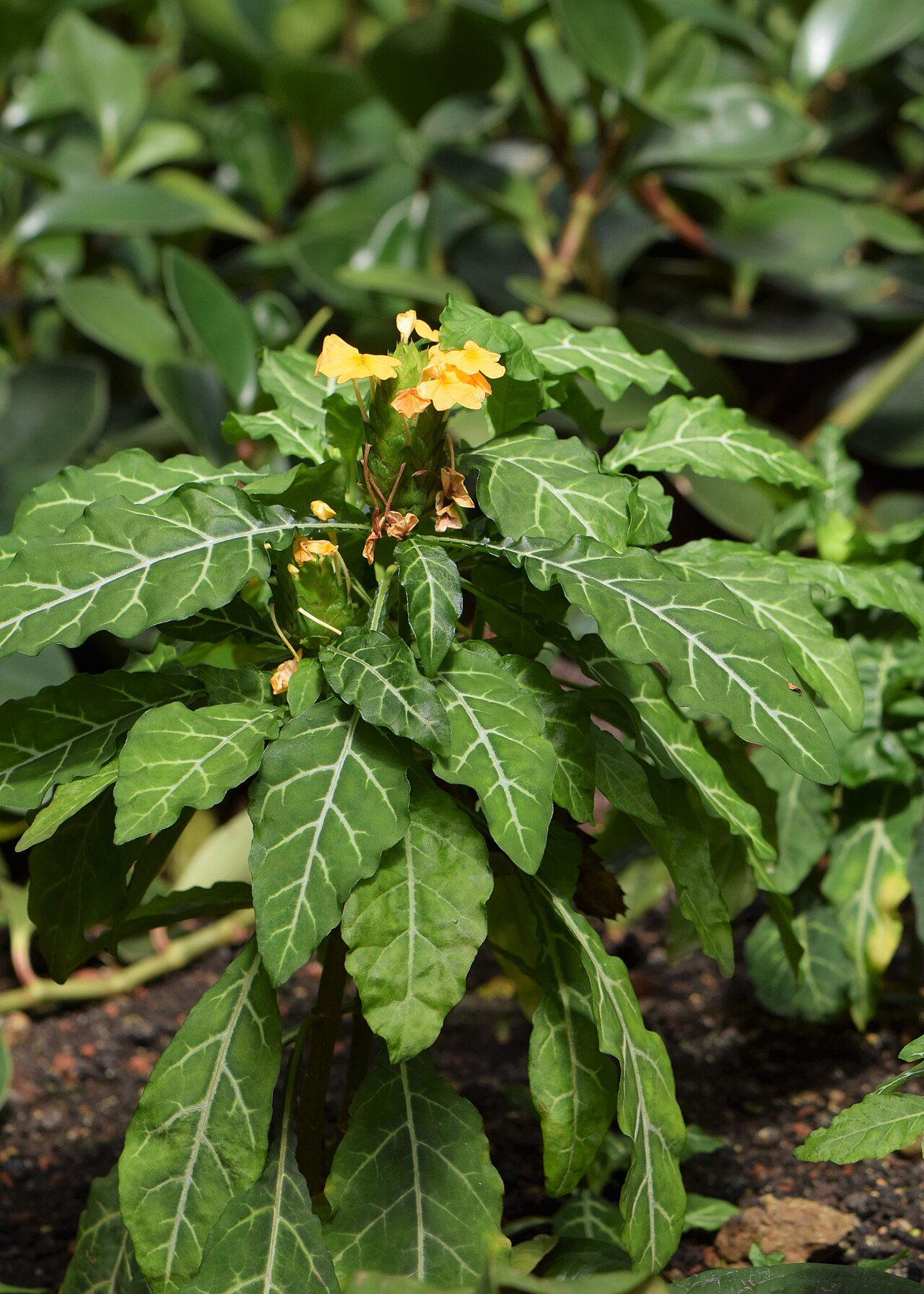 Crossandra pungens: Crossandra pungens in the Botanischer Garten, Berlin-Dahlem
