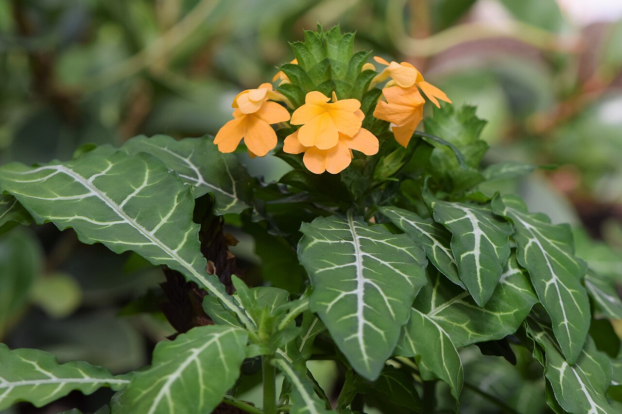 Crossandra pungens: Crossandra pungens in the Botanischer Garten, Berlin-Dahlem