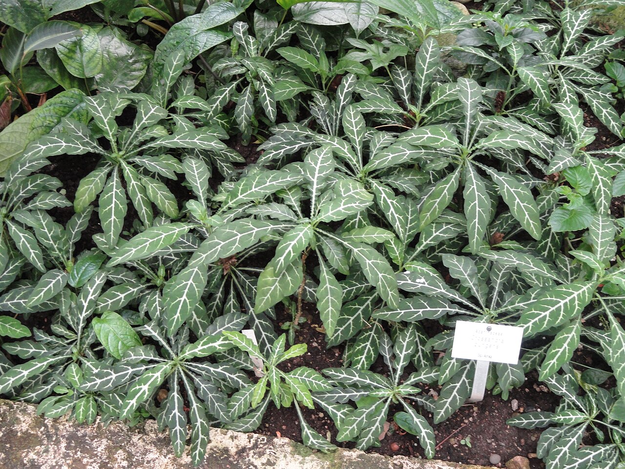 Crossandra pungens: Crossandra pungens specimen in the Botanischer Garten Freiburg, Freiburg im Breisgau, Baden-Württemberg, Germany.