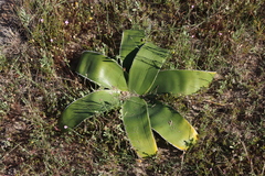 Crossyne flava (Crossyne flava)