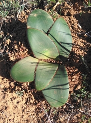 Crossyne flava (Crossyne flava)