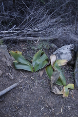 Crossyne flava (Crossyne flava)