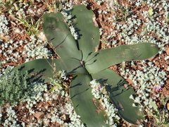 Crossyne flava (Crossyne flava)