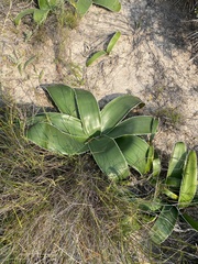 Crossyne flava (Crossyne flava)