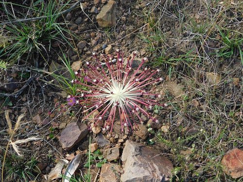 Parasol lily (Crossyne guttata)