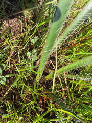 Parasol lily (Crossyne guttata)