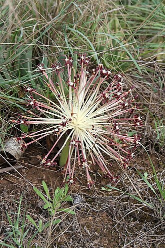 Parasol lily: South Africa. Bontebok National Park. March 2010