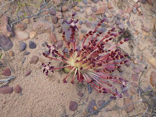 Parasol lily (Crossyne guttata)
