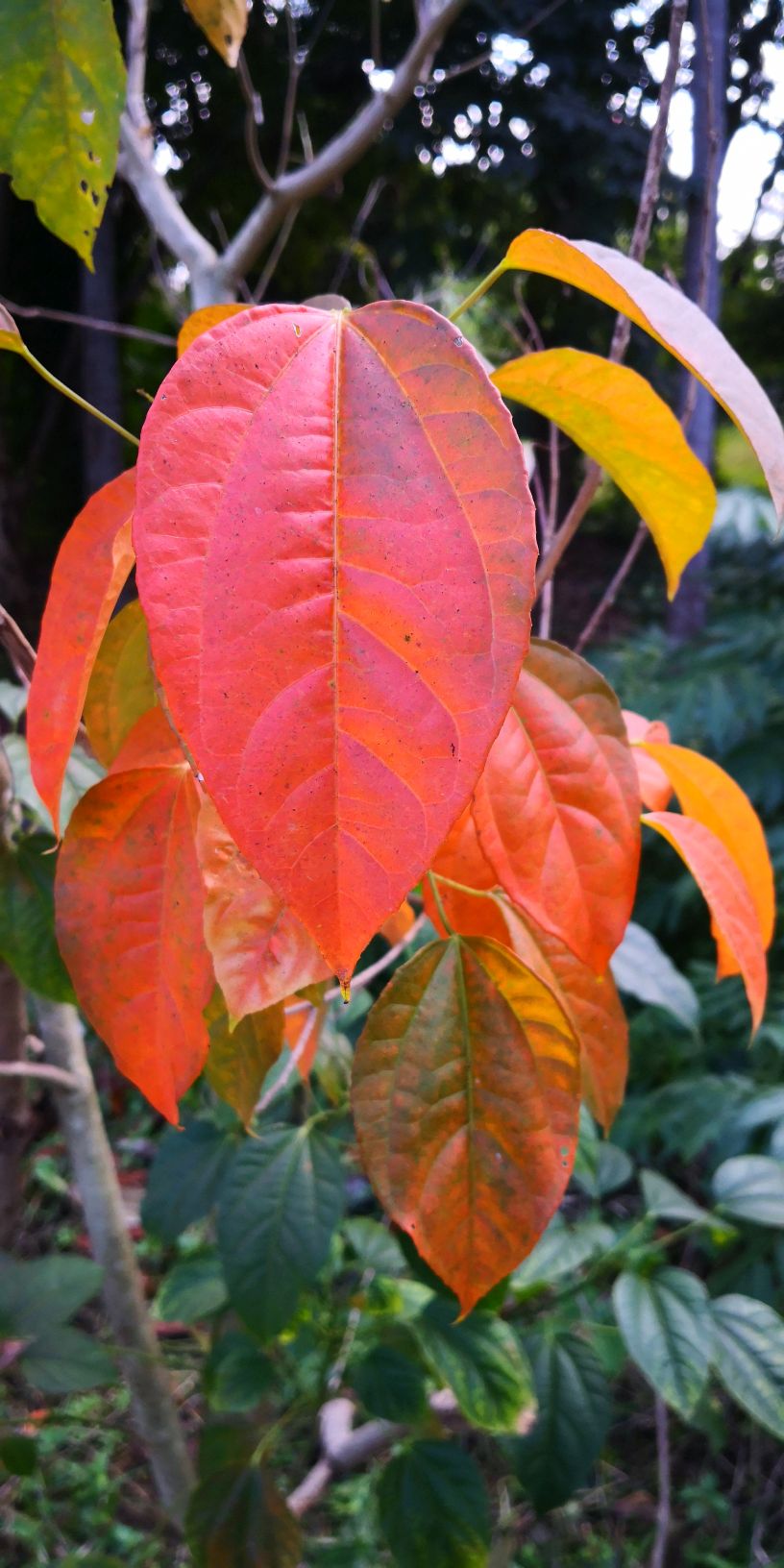 Purging croton: Croton tiglium – Autumn leaves. January 2020, Location: Nan Yao Yuan, Jinghong, Xishuangbanna, Yunnan, SW China.