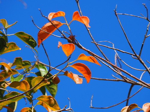 Purging croton (Croton tiglium)
