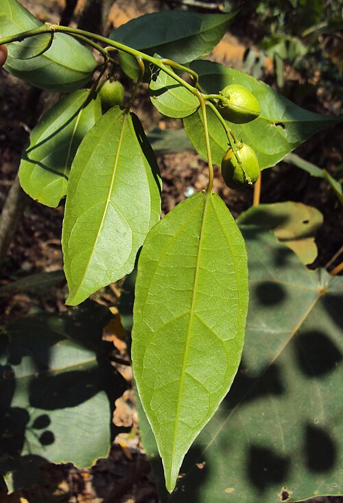 Purging croton: Croton tiglium
