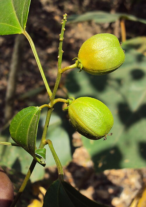 Purging croton: Croton tiglium