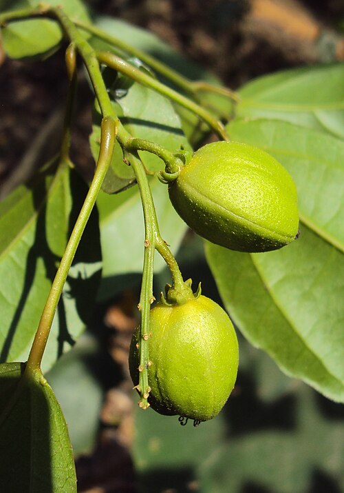 Purging croton: Croton tiglium