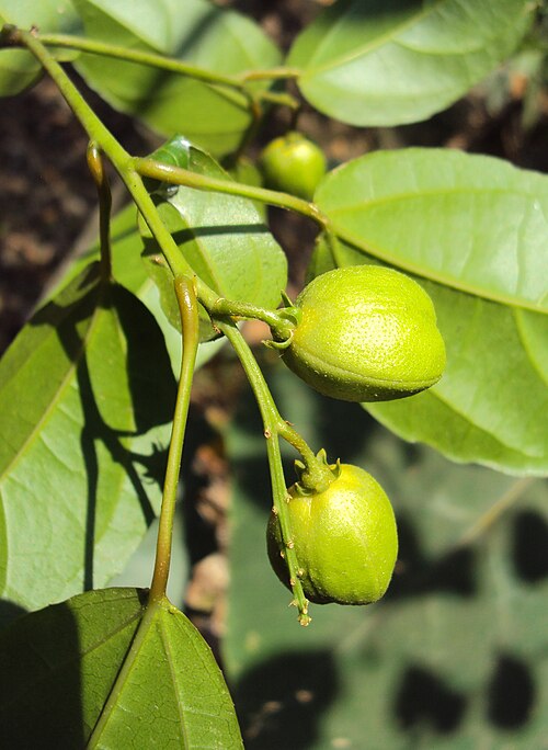 Purging croton: Croton tiglium