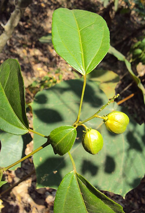 Purging croton: Croton tiglium