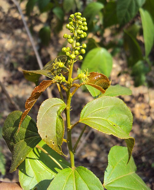 Purging croton: Croton tiglium