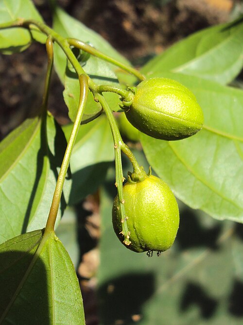 Purging croton: Croton tiglium