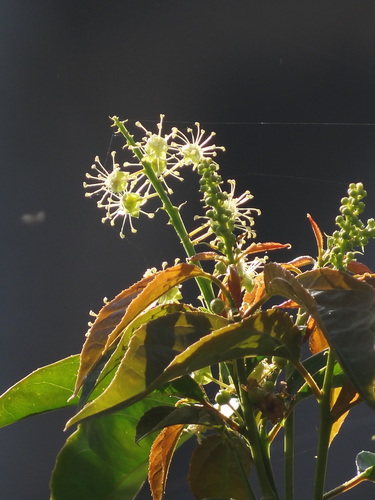 Purging croton (Croton tiglium)