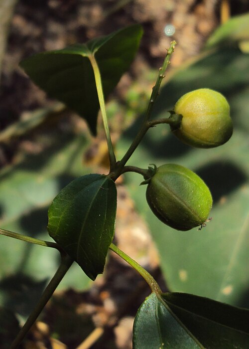 Purging croton: Croton tiglium