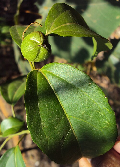 Purging croton: Croton tiglium