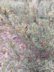 Crowea exalata (Crowea exalata)