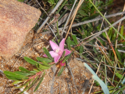 Crowea exalata (Crowea exalata)