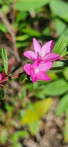 Crowea exalata (Crowea exalata)