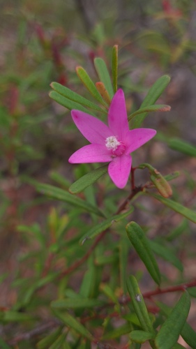Crowea exalata (Crowea exalata)
