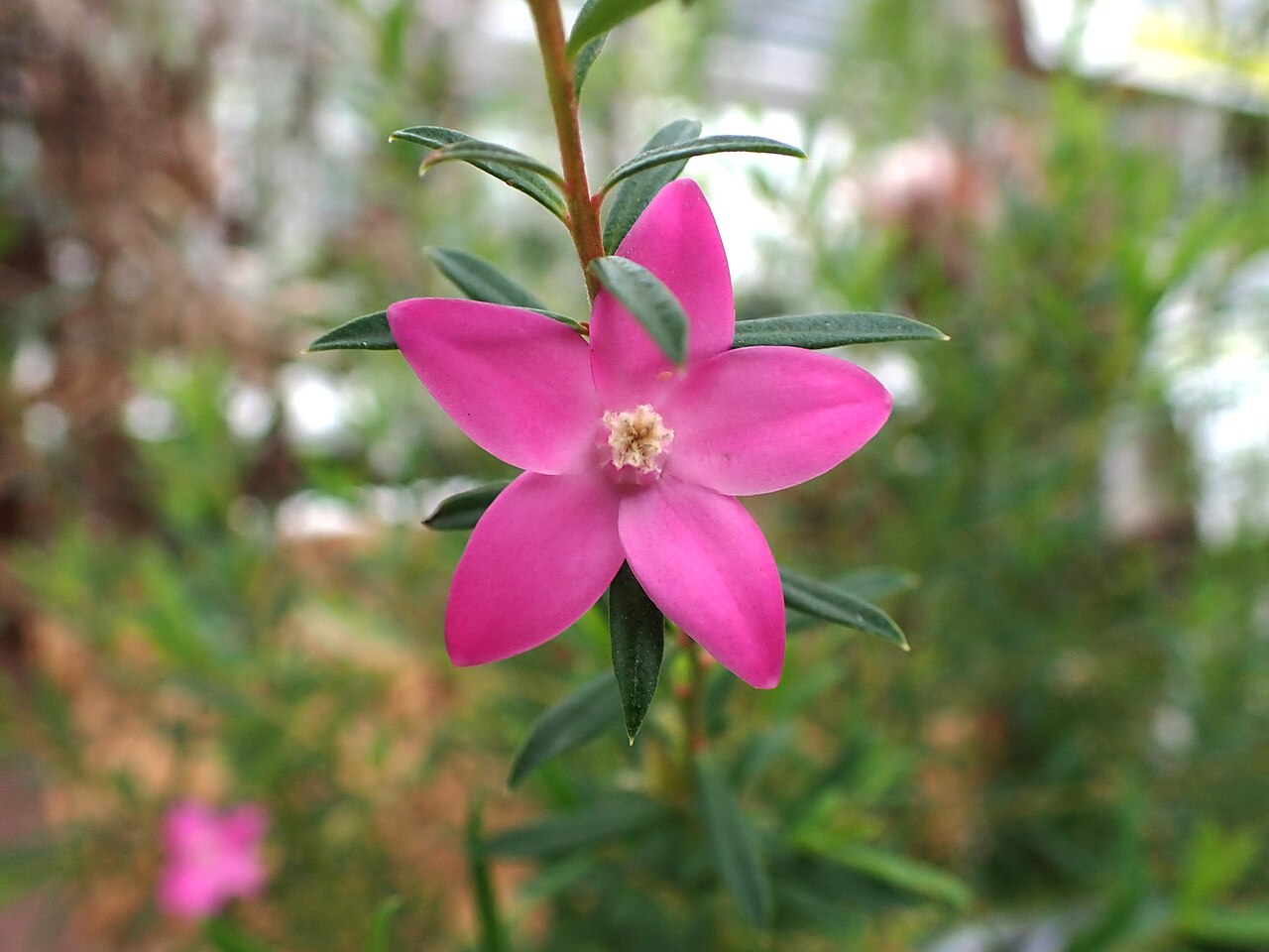 Crowea exalata: サザンクロス(クロウエア)の花(2024年11月 名古屋市 東山動植物園)