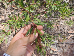 Crowea exalata (Crowea exalata)
